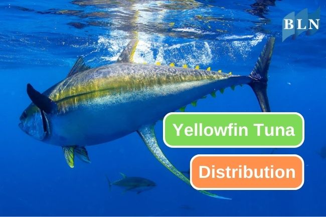Exploring the Global Distribution of Yellowfin Tuna